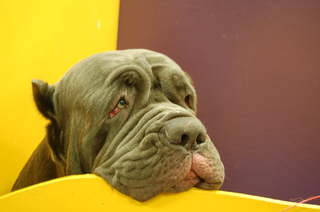 Illustration for article titled Dog Day Afternoon Redux